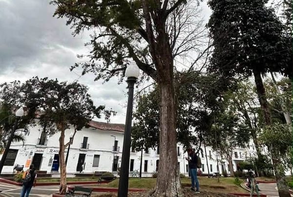 11 árboles comenzaron a ser talados en el Parque Caldas: se sembrarán 33 nuevo