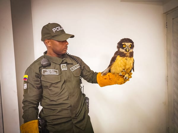 La Policía Ambiental en Popayán, rescata un Lechuzón de Anteojos en el barrio 31 de Marzo de Popayán