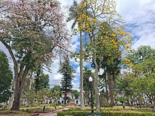 CRC frenó tala en el Parque Caldas y evaluará árboles de Piedra Norte y Piedra Sur