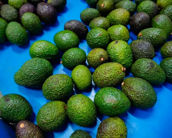 Gracias a la gobernación del Cauca, Piendamó se prepara para poner en marcha su centro de acopio de aguacate